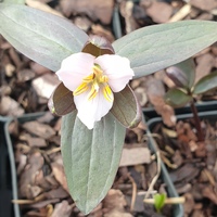 Trillium pusillum